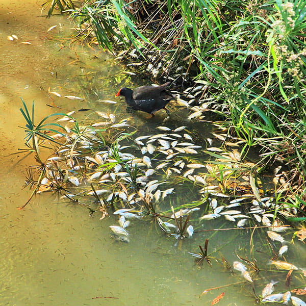 Dead fish floating in dirty water near the shore and a bird standing nearby