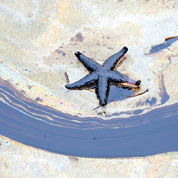 An oil spill and a starfish covered in oil floating at the surface