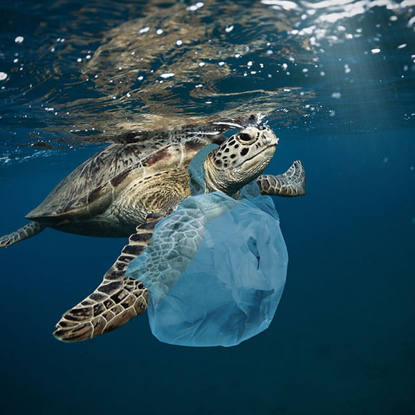 A sea turtle swimming in the ocean with a plastic bag wrapped around its neck